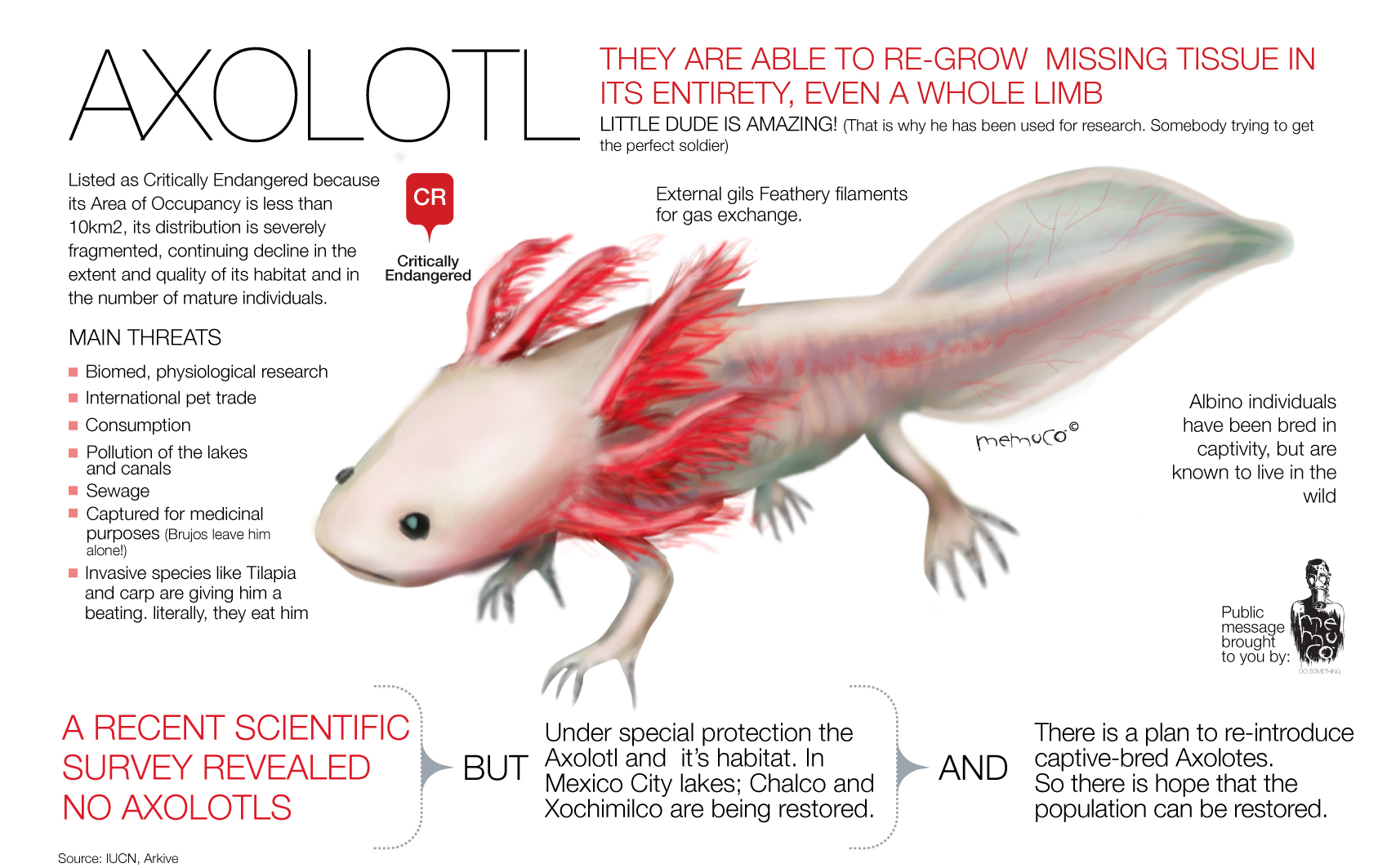 Axolotl infographic