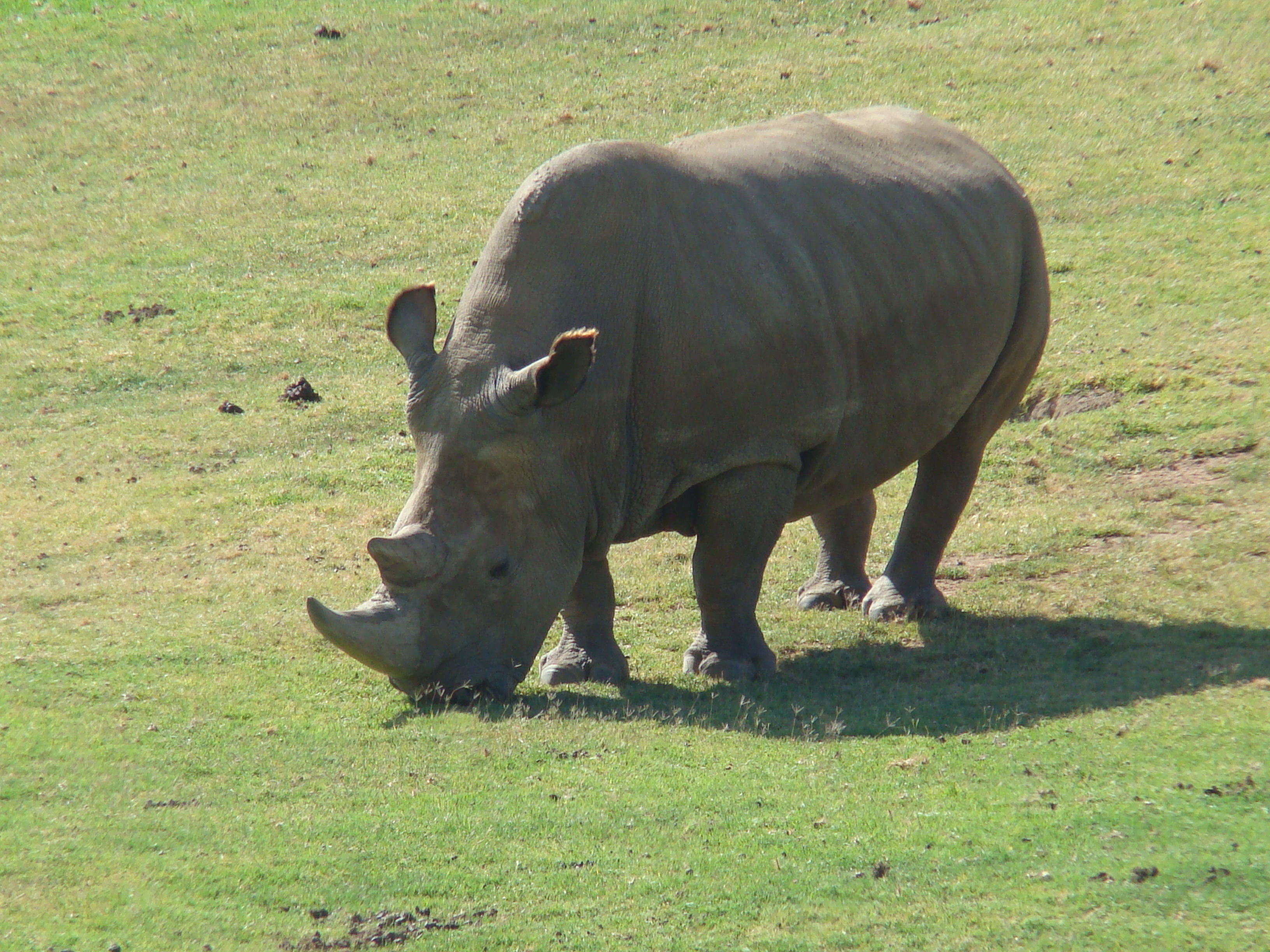 Northern_White_Rhinoceros_Angalifu